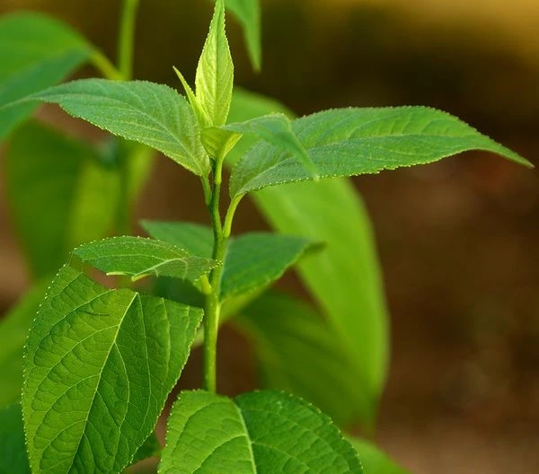Eucommia leaves (2)