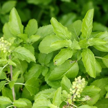 Ocimum sanctum L Ocimum sanctum L