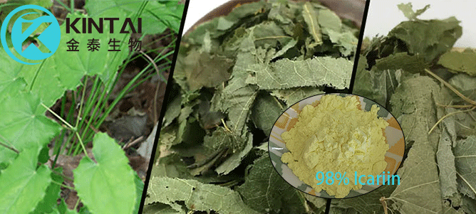 Epimedium extract Epimedium extract